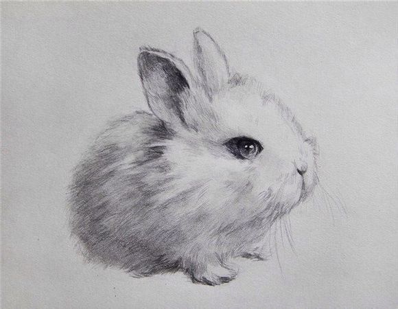 【动物素描】一些可爱的小猫小狗兔子素描